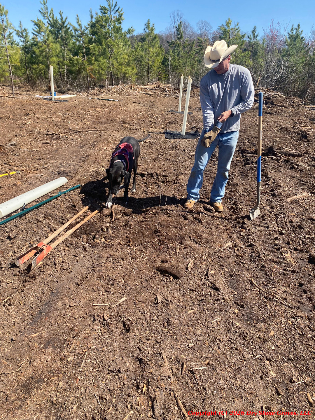 Planting Chestnuts - Spring 2025
